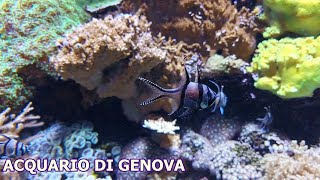 Acquario di Genova [upl. by Atinas827]