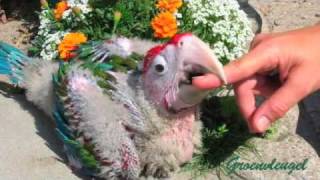 Hand rearing Parrots Macaws amp Cockatoos Handopfok [upl. by Ameluz149]