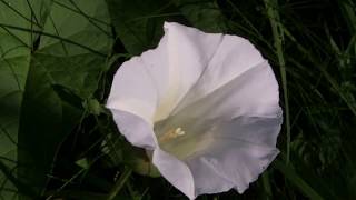 Flowers of the Bindweed Convolvulus arvensis [upl. by Loveridge]