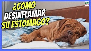 🔴 ¿COMO DESINFLAMAR EL ESTÓMAGO DE UN PERRO CON GASTRITIS 🚨 [upl. by Sayers148]