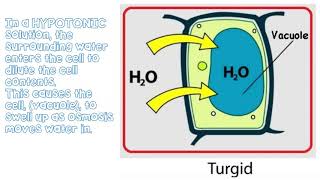 Diffusion amp Osmosis KS3  The Bio Coach [upl. by Ita]