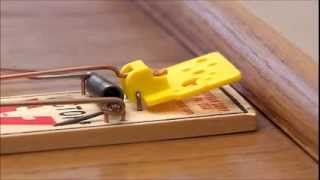 Victor Easy Set Mouse Trap [upl. by Lorrin]