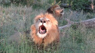 Male Lions Roaring Super Powerful amp Very Loud  Kruger Park Sightings [upl. by Anella]