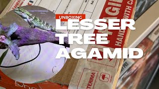 Unboxing lesser tree agamid  Pseudocalotes tympanistriga [upl. by Clere]