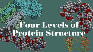 What are the four levels of Protein Structure  SIMPLE Explanation [upl. by Aneehsyt]