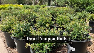 Dwarf Yaupon Holly [upl. by Alyhc652]