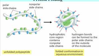 134 Protein Tertiary Structure [upl. by Ainimreh]