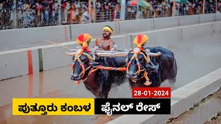 Puttur Kambala Final race 2024  ಪುತ್ತೂರು ಕಂಬಳ ಫೈನಲ್ ರೇಸ್ [upl. by Sloane]