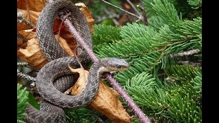 Cobra UbatubaCobras de Ubatuba Snake Brazil Cobra na Cachoeira da Renata Super10k 32 [upl. by Enrobialc]