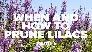 When and How to Prune Lilacs [upl. by Cherilyn77]