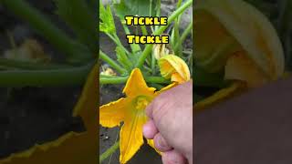 ￼Hand pollinating zucchini for a bigger yield￼ [upl. by Marcelle]