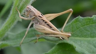 SALTAMONTESCHAPULINES Caelíferos o celíferos INSECTOS [upl. by Alios]