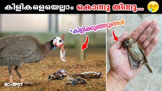 60 ദിവസം കൊണ്ട് കൊന്നത് 30 കിളികളെ 😖😓  Lost 30 Birds from Our Backyard Aviary Malayalam [upl. by Rapsag]