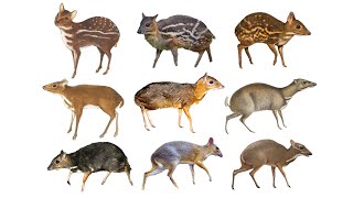 Species of MouseDeers Chevrotains  Family Tragulidae [upl. by Crellen430]