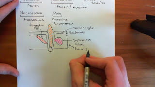 Physiology of Pain Sensation Part 1 [upl. by Namyw]