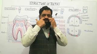 Structure of Teeth Urdu Hindi medium profmasoodfuzailtypesofteeth dental formula [upl. by Feenah]