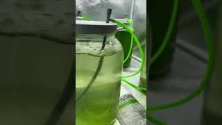 Phytoplankton Culture X3 Day 3 Update [upl. by Neeliak]