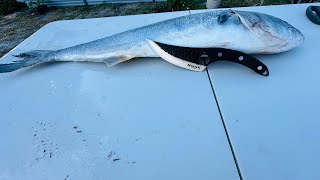 🇬🇾 HUUSK KNIFE  FISHING IN FLORIDA 2024  Blue Fish  Catch Clean amp Cook [upl. by Zetneuq]