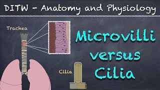 DITW  Microvilli versus Cilia [upl. by Sirej]