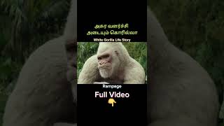 White Gorilla Life Story  talkwithravanan  shorts [upl. by Nylannej]