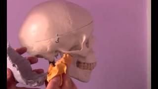 Cranial Bone Motions [upl. by Anirazc]