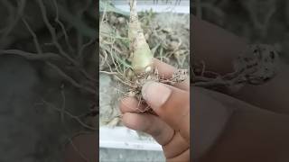 Rajnigandha bulbs garden plants youtubeshort videos youtub flowers viralvideo bulbs [upl. by Rednasyl]