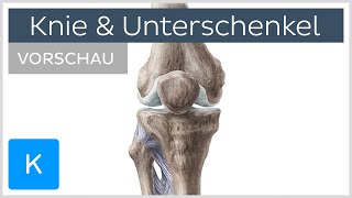 Knie und Unterschenkel  Aufbau und Funktion Vorschau  Kenhub [upl. by Toshiko]