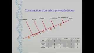 Construction dun arbre phylogénétique [upl. by Munro]