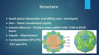 Polio virus  by DrMManigandan Asst Professor Dept of Microbiology Sacred Heart College Tpt [upl. by Nahtannoj]