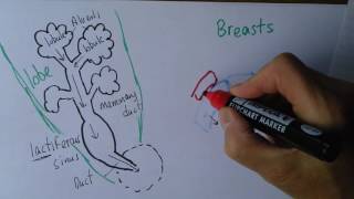 Reverse Pressure Softening to relieve Breast Engorgment [upl. by Christensen285]