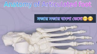 Articulated Foot Anatomy Bangla [upl. by Nnylidnarb]