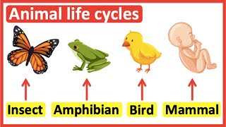 Animal life cycles  Insects Amphibians Birds amp Mammals [upl. by Sergent773]