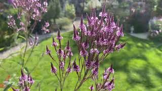 Verbena hastata kedvenc évelők sorozat [upl. by Medor]