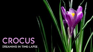 Crocus  Timelapse with Music [upl. by Antoinetta]