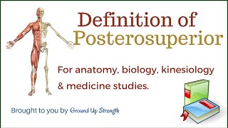 Posterosuperior Definition Anatomy Kinesiology Medicine [upl. by Eitra526]