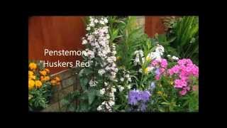 Penstemon huskers Red in flower help care and propagation [upl. by Porty]