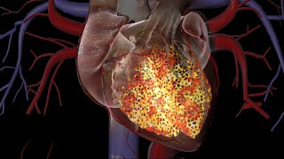 Cardiac Conduction System [upl. by Anaeel]