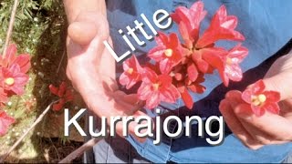 Little Kurrajong Tree  Brachychiton bidwilli Plant Australia [upl. by Gennie]