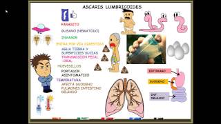 ASCARIS LUMBRICOIDES [upl. by Findlay]