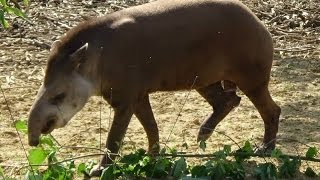 Tapirus terrestris Linnaeus 1758 HD  Tapir ou Tapir du Brésil  Zoologique de Paris  062014 [upl. by Archangel]