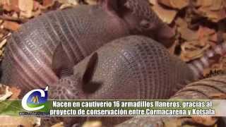 NOTA NACEN 16 ARMADILLOS LLANEROS EN CAUTIVERIO [upl. by Leinto]