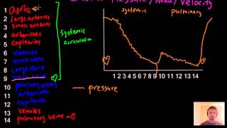 Blood pressure area and velocity graph blood circulation review  MCAT [upl. by Neffirg]