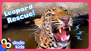 Wild Leopard Stuck In A Well Needs Help To Escape  Dodo Kids  Rescued [upl. by Maura]