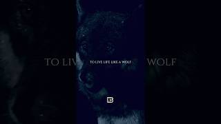 Wolf Wisdom Life Lessons from the Wild [upl. by Antonie503]