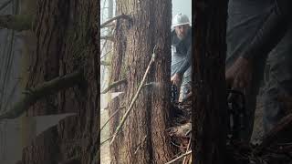 Chinese knockoff chain saw takes down MASSIVE tree [upl. by Cockburn]