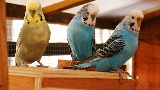 Over 2 Hours of Budgies Playing Singing and Talking in their Aviary [upl. by Laspisa820]