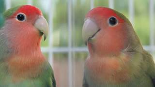 LOVEBIRDS HD [upl. by Kraus]