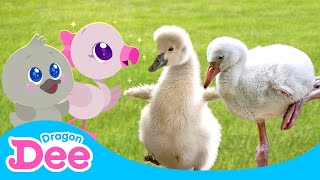 🥺I Want to Glow Up ✨🦢✨  REAL Baby Swan amp Flamingo Song  Learn Animals 🎵  Dragon Dee Kids Songs [upl. by Baer]