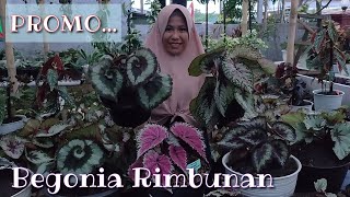 PROMO MURAH BEGONIA RIMBUNAN  BEGONIA UNTUK BELAJAR BERTANI  RA PLANT [upl. by Aubrette]