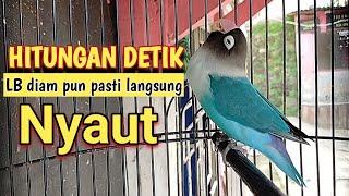 LOVEBIRD GACOR ampuh buat pancingan LABET FIGHTER agar cepat rajin ngekek panjang [upl. by Ikairik]